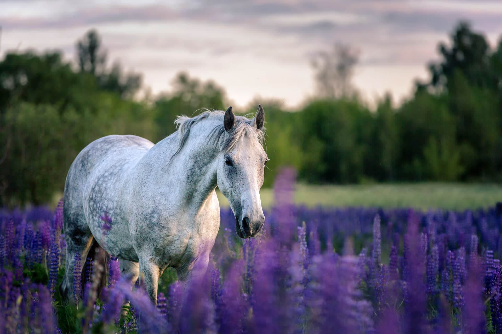 Country & Equestrian