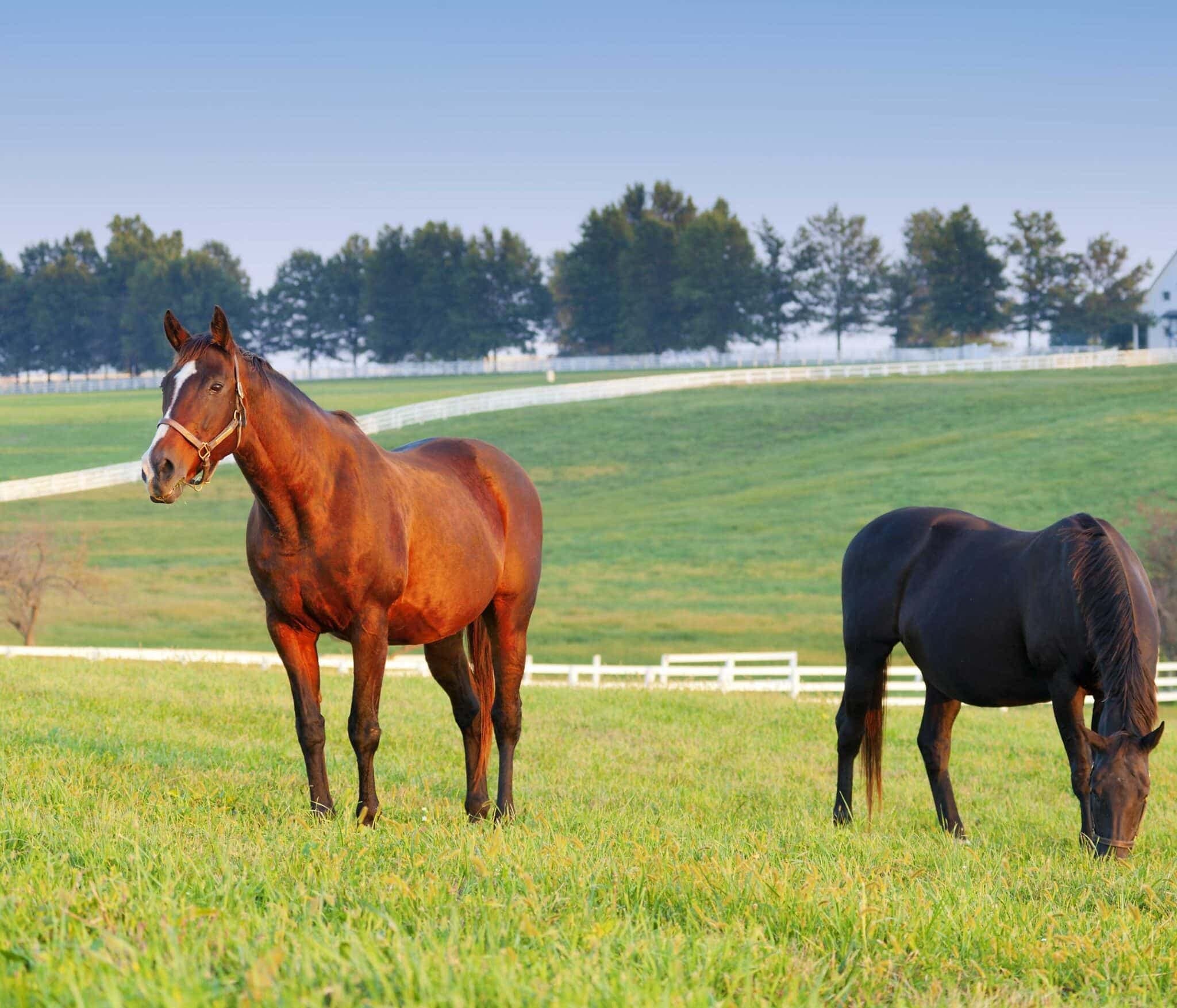 <span style="color:#174028">Land</span>